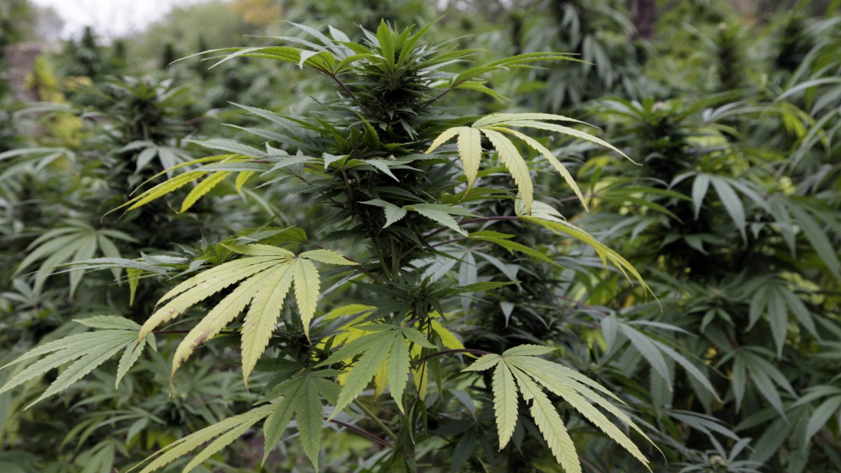 Marijuana plants are seen in Chicago where officers say they discovered two football fields worth of pot plants growing on the city's South Side Wednesday, Oct. 3, 2012. (AP Photo/Teresa Crawford)