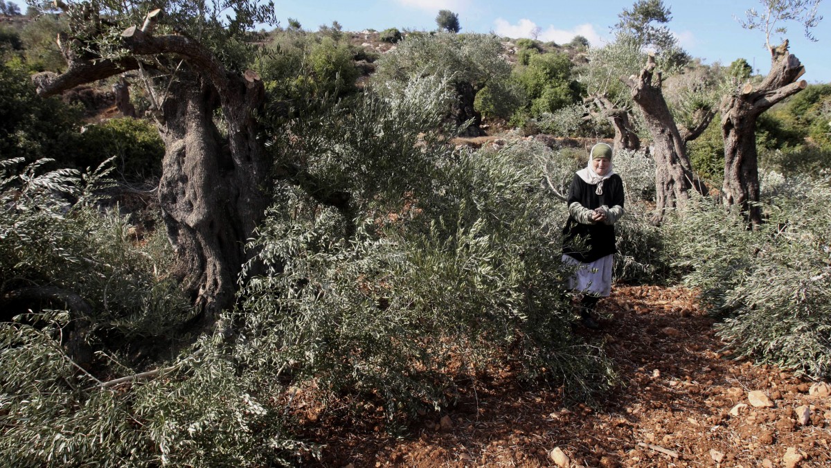 A Palestinian elderly woman collects olives from broken olive tree branches in the village of Qusra, northern West Bank, Tuesday, Oct. 9, 2012. Palestinian farmers say Jewish settlers from the nearby settlement of Eli cut more than 70 olive trees overnight. Olives are the backbone of Palestinian agriculture. (AP Photo/Nasser Ishtayeh)