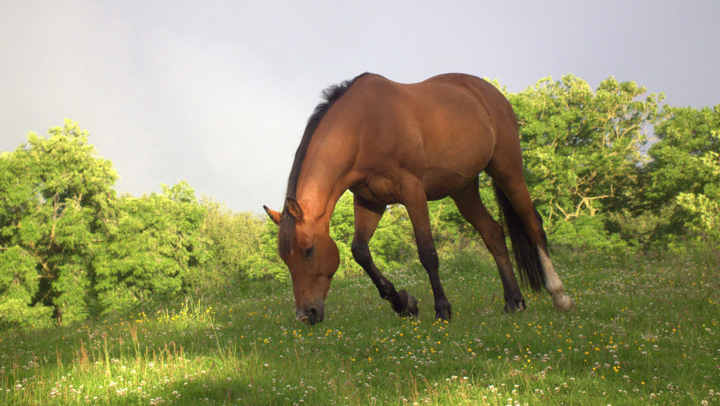 All The Missing Horses: What Happened To The Wild Horses Tom Davis Bought From The Gov’t?