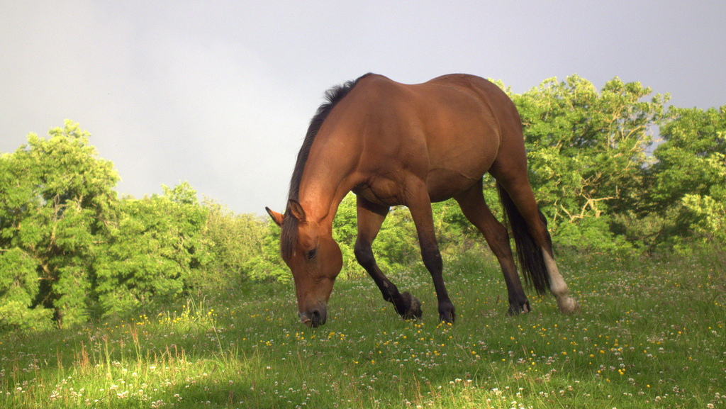All The Missing Horses: What Happened To The Wild Horses Tom Davis Bought From The Gov’t?