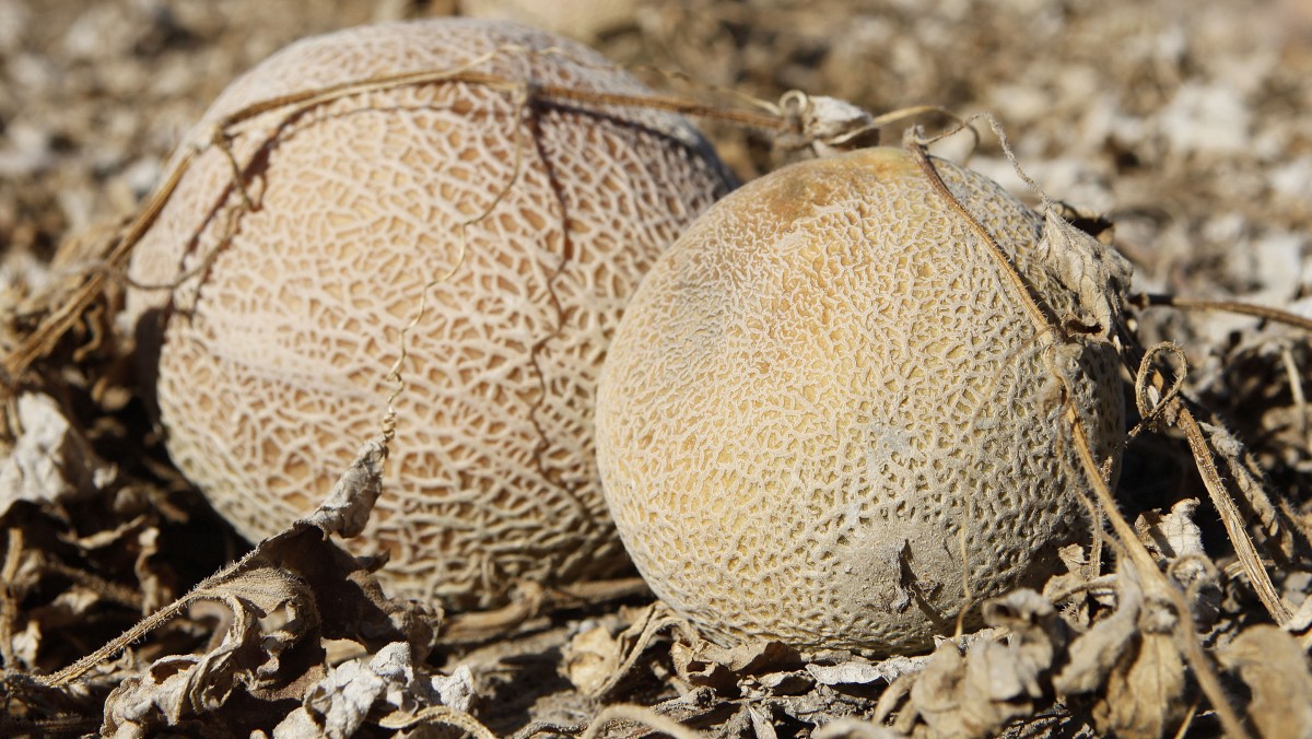 This Sept. 28, 2011 file photo shows cantaloupes rotting in the afternoon heat on a field on the Jensen Farms near Holly, Colo. (AP Photo/Ed Andrieski, File)