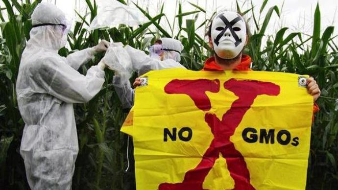 An activist displays a banner reading 'No GMO's X' during an action where Greenpeace quarantines illegal Genetically Engineered (GE) crops. Wearing safety equipment to protect against contamination, they are isolating, cutting and securing the top of the GE maize plants, the part that contains the pollen. In the previous week, Greenpeace took samples from the field to a certified laboratory for analysis. The results confirm the maize being grown in these fields is a patented Monsanto GE maize type, MON810.