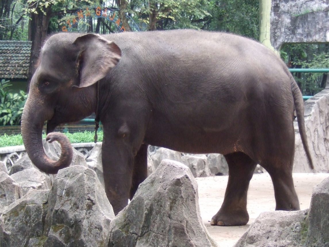 Rare Sumatran Elephants Found Dead In Indonesia, With WWF Accusing Poachers