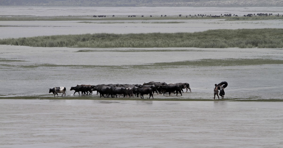 Afghan shepherds walk their cows in the Kabul river on the outskirts of Laghman province, east of Kabul, Afghanistan.