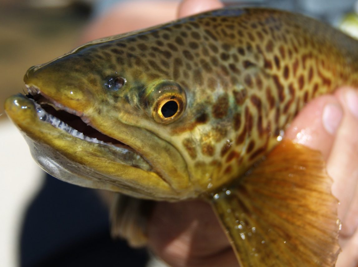 Don’t Mess With The Fish: Minnesota Reaches Frac Sand Compromise To Protect Trout