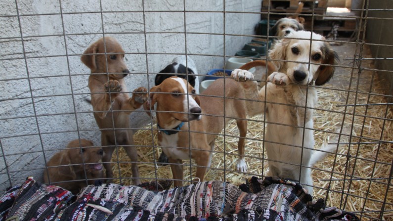 A controversial amendment to the U.S. Farm Bill could remove regulations on puppy mills, among other things. (Photo/Klearchos Kapoutsis via Flickr)