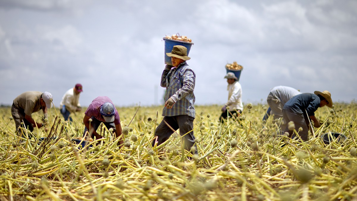 Health Law Adds New Expense For Farmers, Contractors