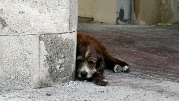 A photo of a lonely dog. High numbers of bandoned dogs are roaming the streets of Detroit, Michigan leaving city officials overwhelmed at the prospect of handing an issue that raises both animal rights and safety concerns. (Photo/Wim Mulder via Flickr)