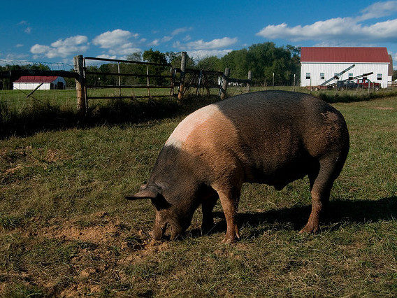 Is Humanity Entering The ‘Post-Antibiotic Era’?