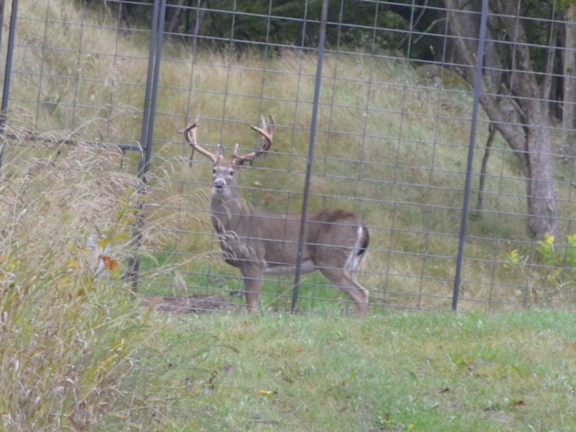 The ‘Canned Hunting’ Business Is Alive And Well In America