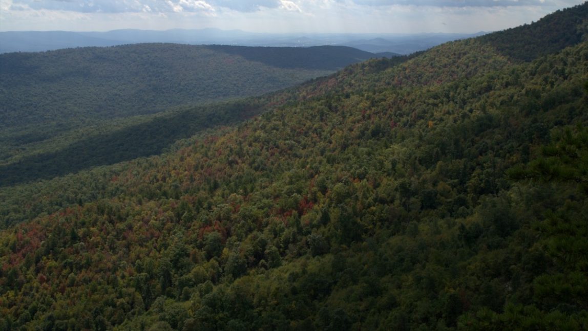 The George Washington National Forest. (Photo/Aneta Kaluzna via Wikimedia Commons)