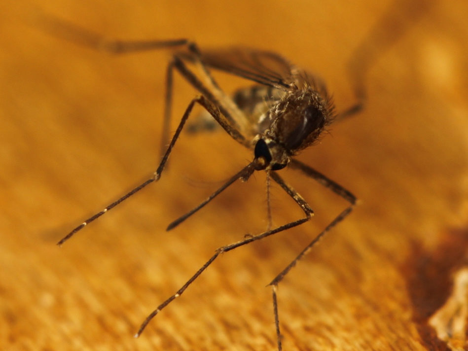 A Cure For Malaria? New Vaccine Could Save Millions Of Lives