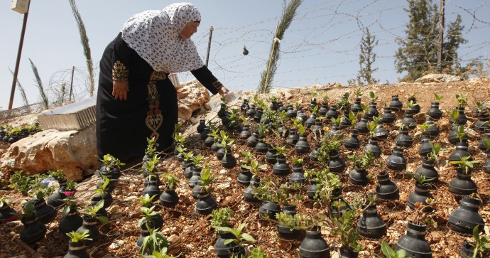 A Palestinian woman waters plants growing in tear gas canisters in the village of Bilin, near the West Bank city of Ramallah, Wednesday, Oct. 2, 2013. The tear gas canisters were collected by Palestinians during years of clashes with Israeli security forces. (AP Photo/Majdi Mohammed)