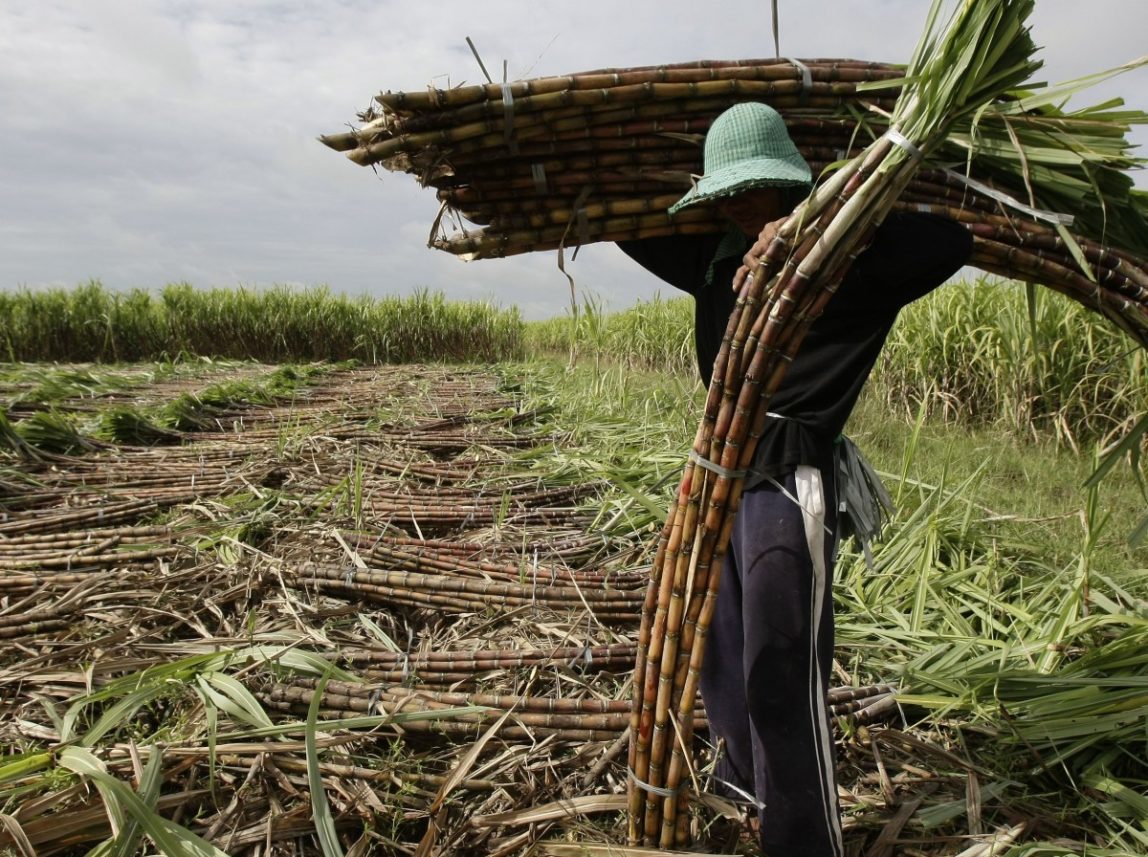 Cambodia Sugar Cane