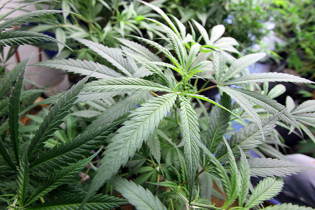 Supreme Court Sides With Feds On Marijuana Prohibition