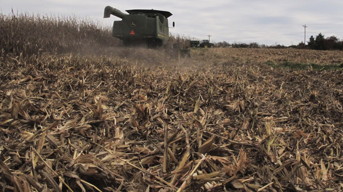 In this Nov. 5, 2013 photo, Bill Bass, 63, harvests corn on acreage near the southern Illinois town of Cobden.(AP Photo/Jim Suhr)