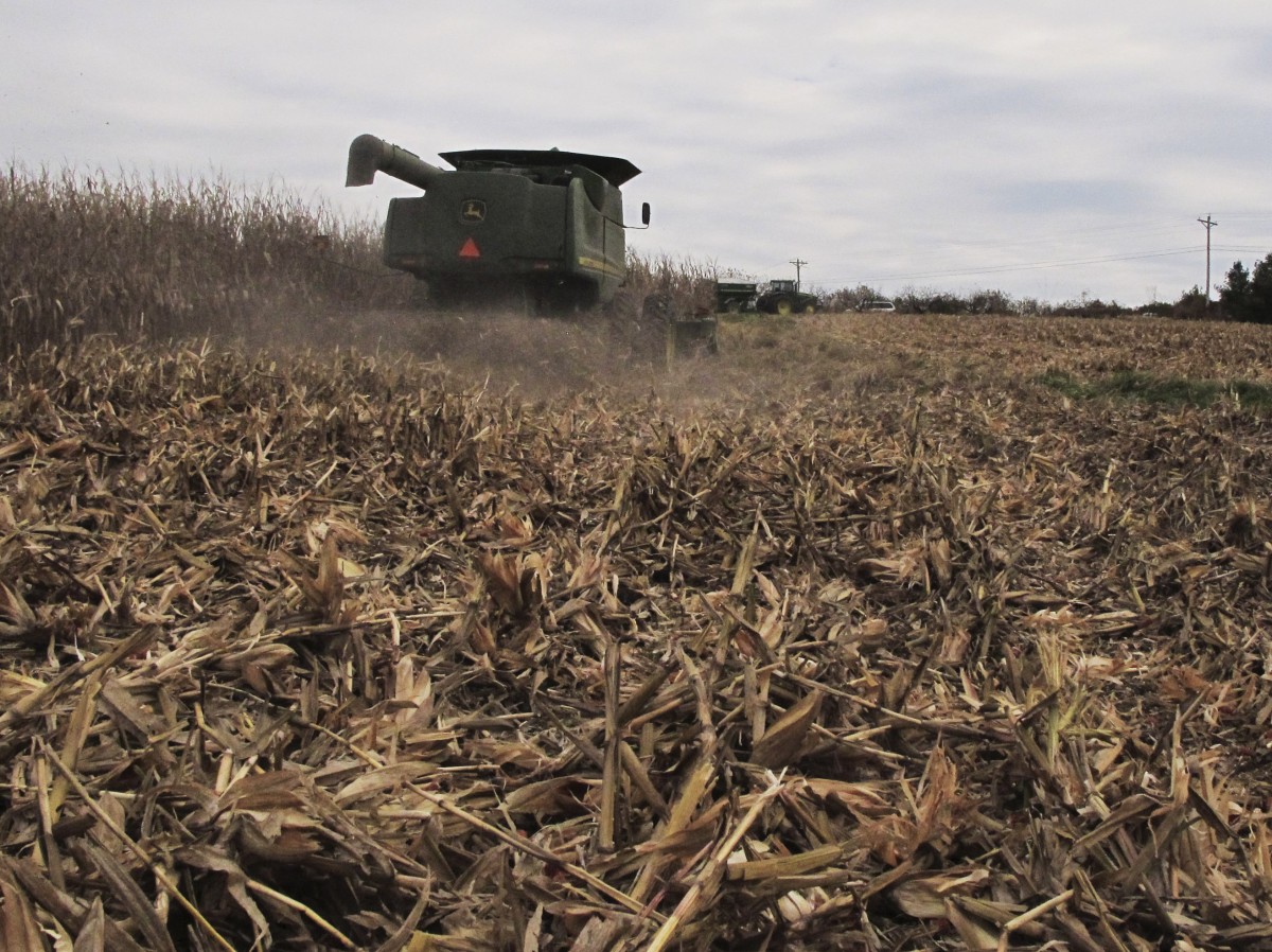 Bill Bass, 63, harvests corn on acreage near the southern Illinois town of Cobden