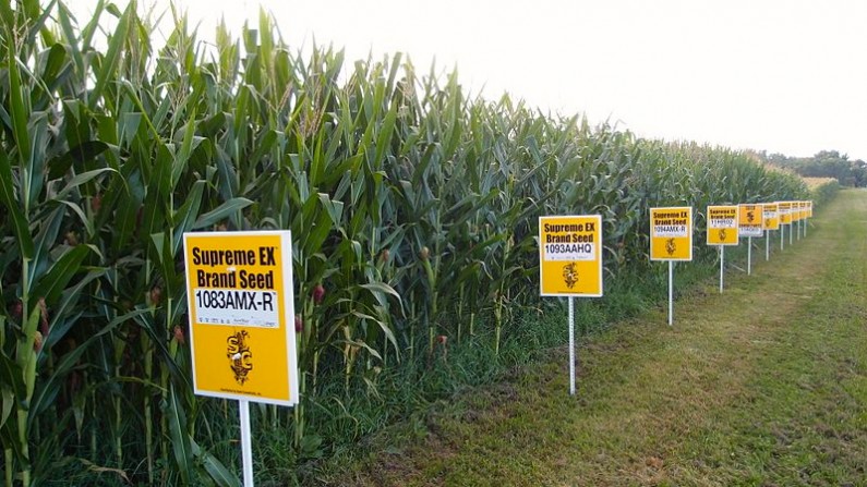GMO corn in Yellow Springs, Ohio. (Photo/Lindsay Eyink via Wikimedia Commons) 