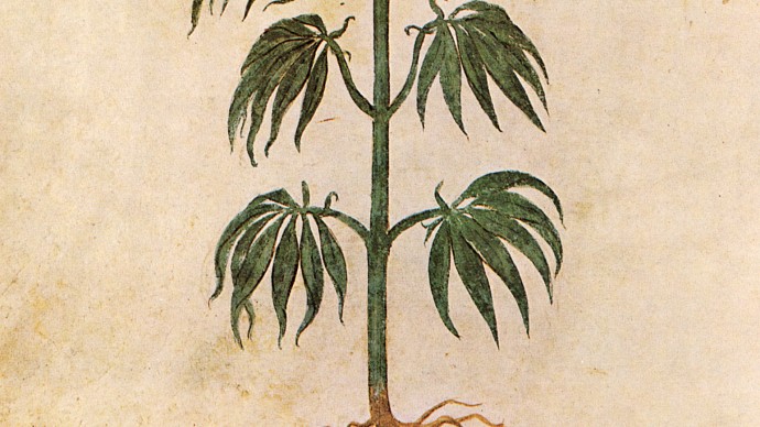 An illustration of the cannabis plant. (Photo/Wikimedia Commons)