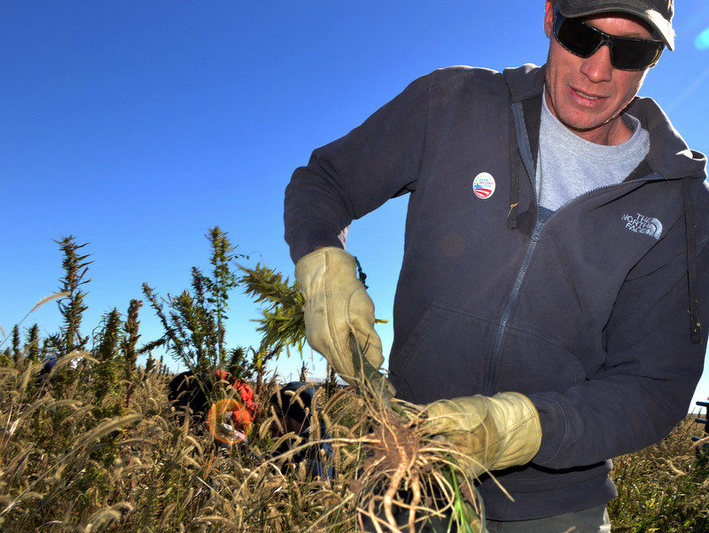 Colorado farmer Ryan Loflin harvests hemp on his farm