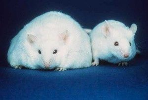 Flame Retardant Linked To Obesity In Mice.