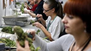 Employees trim pot plants to be sold at Medicine Man marijuana dispensary in Denver, Friday Dec. 27, 2013. Medicine Man was among the first batch of Denver businesses which received their licenses allowing them to legally sell recreational marijuana on Friday. (AP Photo/Brennan Linsley)