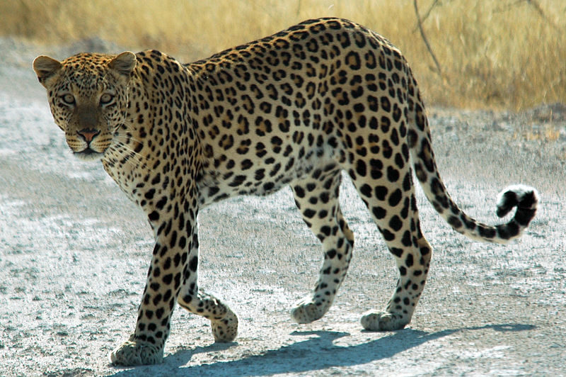 African Leopard in Etosha National Park, Namibia (Photo: Patrick Giraud / Wikimedia Creative Commons)