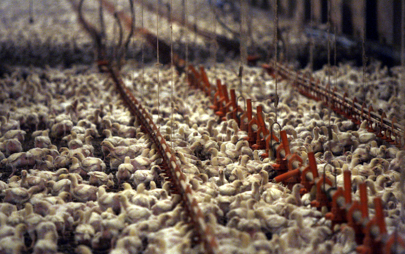 A Pilgrim's Pride contract chicken farm full of three-week-old chicks just outside the city limits of Pittsburg, Texas, Tuesday, Dec. 2, 2008. (AP Photo/LM Otero)
