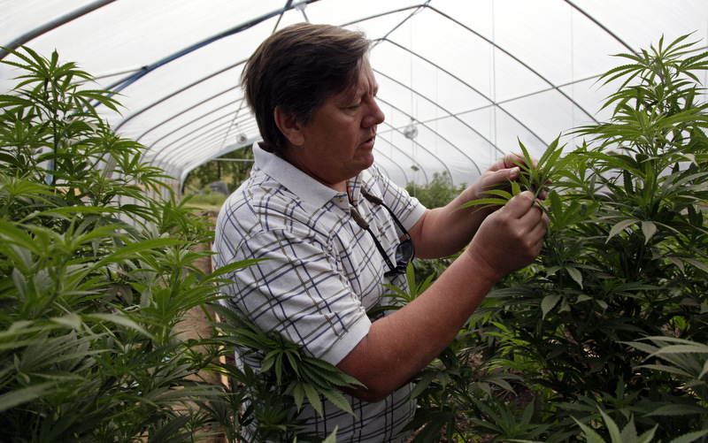 Jim Hill looks over the marijuana he grows for medical purposes at his farm in Potter Valley, Calif. (AP Photo/Eric Risberg)