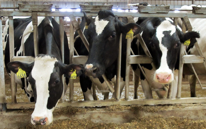 Three Holsteins cows at Larson Acres Inc. in the Town of Magnolia, Wis. The farm is owned by Mike Larson and has 2,900 dairy cows. (AP Photo/Dinesh Ramde)