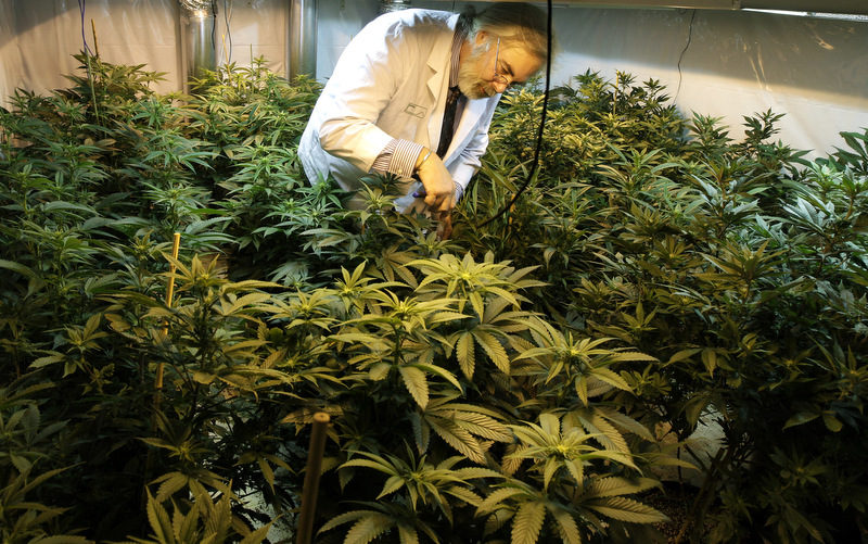 Jake Dimmock, co-owner of the Northwest Patient Resource Center medical marijuana dispensary, works with flowering plants in a grow room, in Seattle. (AP Photo/Ted S. Warren, File)