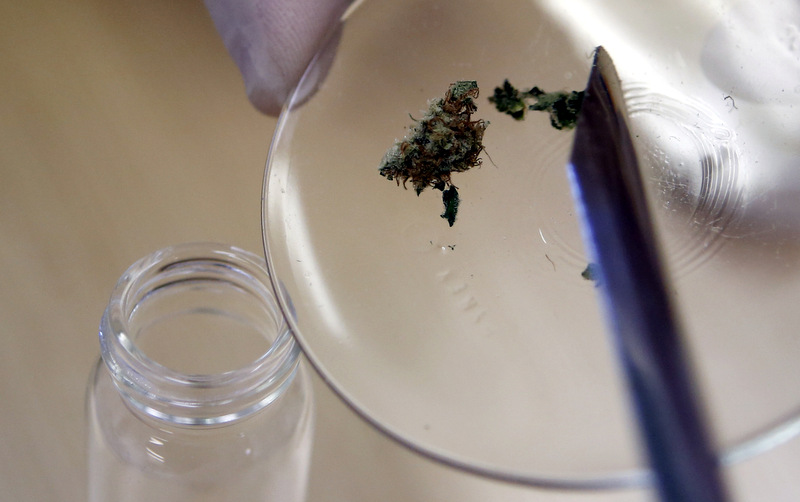 A lab technician prepares a sample of marijuana for testing
