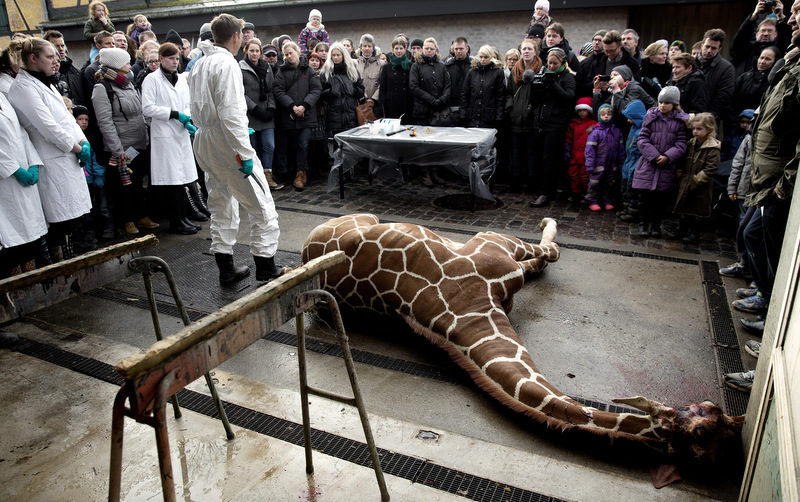 Marius, a male giraffe, lies dead before being dissected, after he was put down at Copenhagen Zoo on Sunday, Feb. 9, 2014. Copenhagen Zoo turned down offers from other zoos and 500,000 euros ($680,000) from a private individual to save the life of a healthy giraffe before killing and slaughtering it Sunday to follow inbreeding recommendations made by a European association. The 2-year-old male giraffe, named Marius, was put down using a bolt pistol and its meat will be fed to carnivores at the zoo, spokesman Tobias Stenbaek Bro said. Visitors, including children, were invited to watch while the giraffe was dissected. (AP Photo/POLFOTO, Peter Hove Olesen) DENMARK OUT
