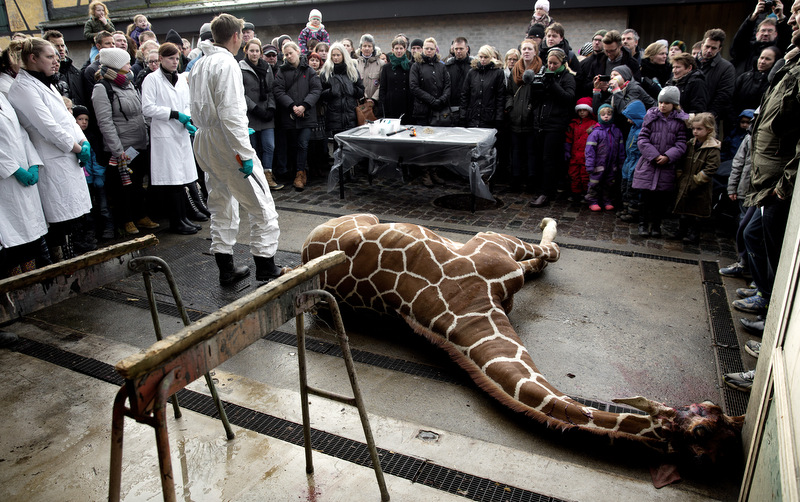 Marius, a male giraffe, lies dead before being dissected, after he was put down at Copenhagen Zoo on Sunday, Feb. 9, 2014. Copenhagen Zoo turned down offers from other zoos and 500,000 euros ($680,000) from a private individual to save the life of a healthy giraffe before killing and slaughtering it Sunday to follow inbreeding recommendations made by a European association. The 2-year-old male giraffe, named Marius, was put down using a bolt pistol and its meat will be fed to carnivores at the zoo, spokesman Tobias Stenbaek Bro said. Visitors, including children, were invited to watch while the giraffe was dissected. (AP Photo/POLFOTO, Peter Hove Olesen)  DENMARK OUT