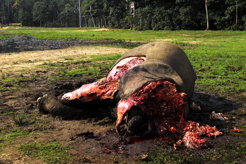 A dead forest elephant with its tusks removed by ivory poachers. (Photo by: Andrea Turkalo/WCS in Dzanga Bai)