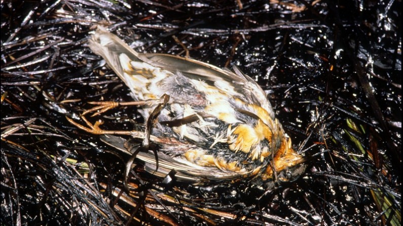 Oiled woodland bird found dead next to oil matted grass - Bay of Isles, Knight Island (Prince William Sound), September 11, 1998