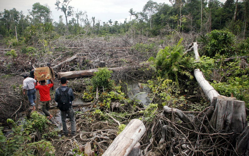 Indonesia Goodbye Jungle