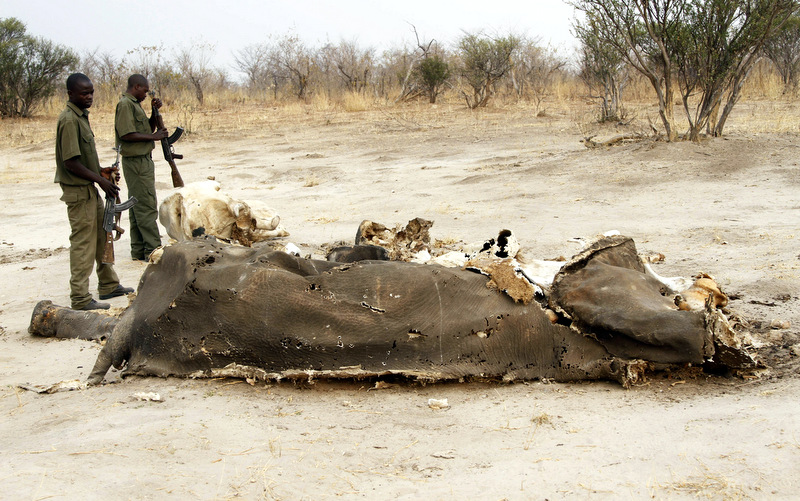 Kenya World Wildlife
