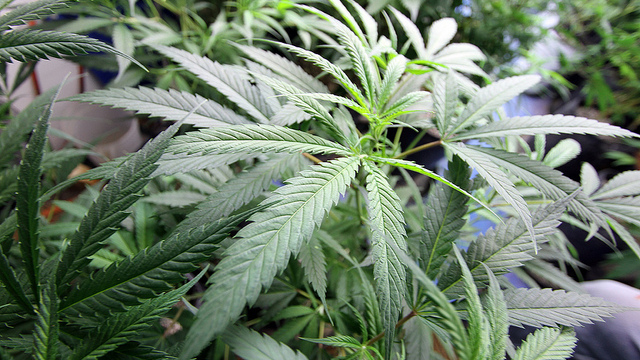 Cannabis growing project in Oakland, California. (Photo/Rusty Blazenhoff via Flickr)