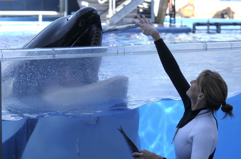 Tilikum, Kelly Flaherty Clark