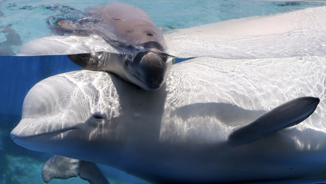 UN Court Rules Japan’s “Scientific” Whaling Program “Unlawful” (Video)