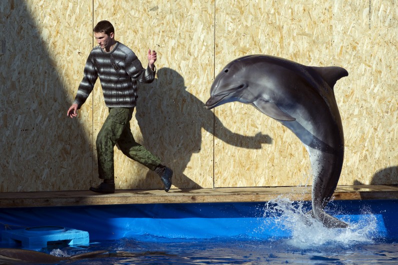 An employee of the Sevastopol State Oceanarium trains a dolphin, in Sevastopol, Crimea, Sunday, March 30, 2014. A Soviet-era military program training dolphins and seals for combat will be revived in Crimea after its annexation by Russia, according to Russian state media. (AP Photo/Pavel Golovkin)