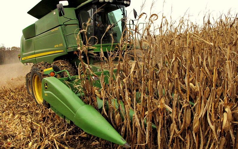 USDA okays Monsanto’s herbicide-resistant GMO corn w/o permits