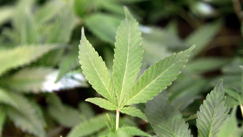 #MintCast Video Podcast : Medical Marijuana Legalization Complexities