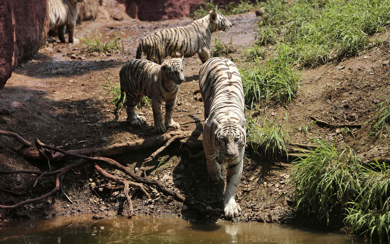 white tigers