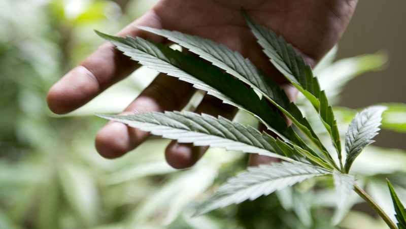 A marijuana grower, checks the leaves of his marijuana plants for fungus. The Texas House has cleared major obstacles in the push for full lagalization. (AP Photo)