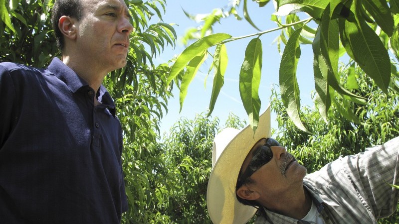 Gerawan Farming