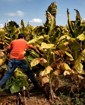 A 16-year-old worker harvests tobacco on a farm in Kentucky. Marcus Beasdale | Human Rights Watch