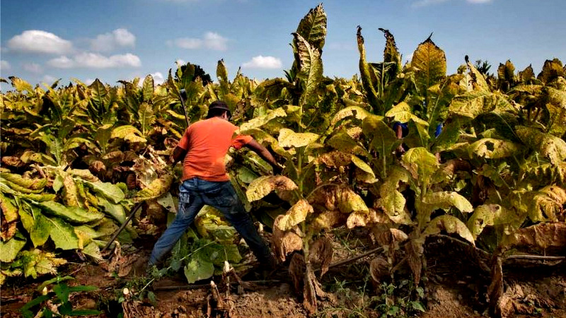 A 16-year-old worker harvests tobacco on a farm in Kentucky. Marcus Beasdale | Human Rights Watch