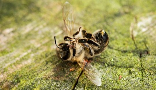 The Collapse of the Bees… And How To Save Them